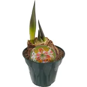 Amaryllis 2 stänglad tvåfärgad 13 cm.