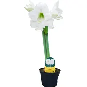 Amaryllis 2-stänglad 13cm kruka svenskodlad vit.