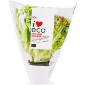 Rödgrön kruksallat Ekologisk 1-p KRAV Klass 1 ICA.