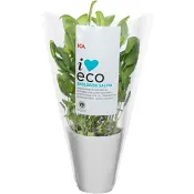 Salvia 460g ICA I love eco Klass 1.