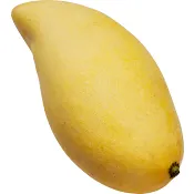 Mango gul Klass 1 ICA.