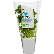 Persilja Klass 1 ICA I love eco eco.