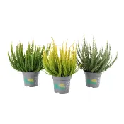 Ljung Calluna Skyline 11cm.