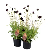 Chokladskära 13cm kruka Höjd 35cm vinröd.