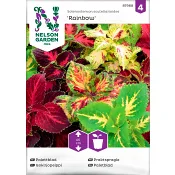 Palettblad Rainbow Blandade färger 1-p Nelson Garden.