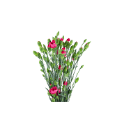 Elegancenejlika i bunt Varierande färger 1-p Blomsterboda.