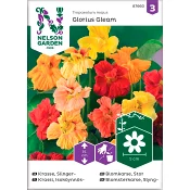 Krasse Slinger Glorius Gleam 1-p Nelson Garden.