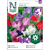 Luktärt Knee-Hi 1-p Nelson Garden.