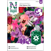 Luktärt Gammeldags Old Spice Mix 1-p Nelson Garden.