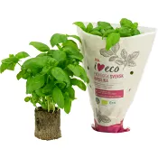 Basilika Ekologisk 1-p Klass 1 ICA i love.