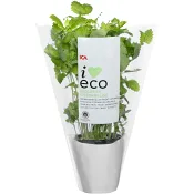 Citronmeliss Ekologisk 1-p KRAV Klass 1 ICA I love eco.