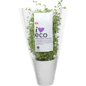 Timjan i kruka Ekologisk 1-p Klass 1 ICA I love eco.