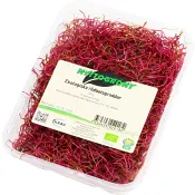 Rödbetsgroddar 50g KRAV Klass 1.