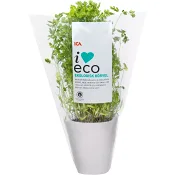 Körvel Ekologisk 1-p KRAV Klass 1 ICA I.