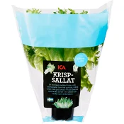 Krispsallat i kruka 1-p Klass 1 ICA.