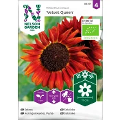 Solros Velvet Queen Organic 1-p Nelson Garden.