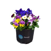 Pensé småblommig singel 12cm kruka varierande färger.