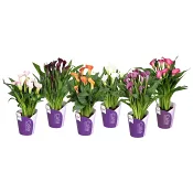 Kalla 13cm kruka Höjd 45cm varierande färger.