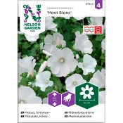 Malva Sommar Mont Blanc 1-p Nelson Garden.