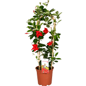 Dipladenia på spalje.