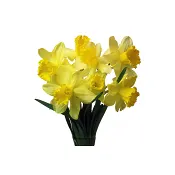 Påsklilja i knippe.