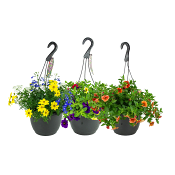 Mellanampel mix i varierande sorter och färger.