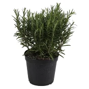 Kryddväxt Rosmarin.