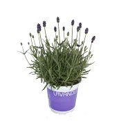 Lavandula ang. Hidcote.