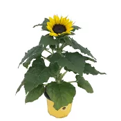 Solros 13cm kruka Höjd 35cm gul.