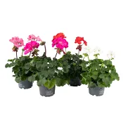 Pelargon zonale 12cm.