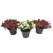 Bärljung 10,5cm kruka Höjd 15cm varierande färger.