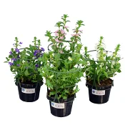 Femtunga 12cm kruka Höjd 30cm varierande färger.