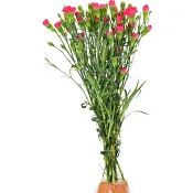 Kvistnejlikor 10-p röda.