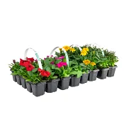 Sommarplant 6-pack.