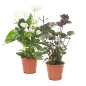 Anthurium 12cm kruka Höjd 35cm svart eller vit.