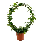 Murgröna båge 17cm kruka Höjd 60cm.