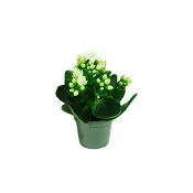 Kalanchoe.