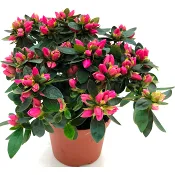 Azalea 10,5cm kruka Höjd 17cm varierande färger.