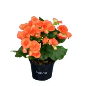 Begonia Orange.