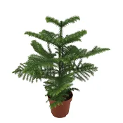 Rumsgran 17cm kruka Höjd 65cm.