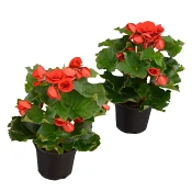 Begonia 12cm kruka Höjd 30cm röd.