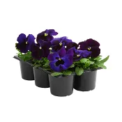 Penséer 6-p Varierande färger.