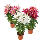 Lilja Rascal 13cm kruka Höjd 40cm varierande färger.