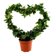 Murgröna på hjärtbåge 12cm kruka Höjd 35cm.