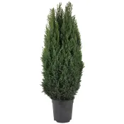 Ädelcypress 21cm kruka Höjd 75cm.