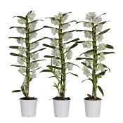 Dendrobium orkidé 12cm kruka vit.