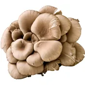 Svamp Ostronskivling ca 175g Klass 1.