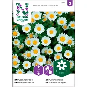 Pysslingkrage Vit 1-p Nelson Garden.