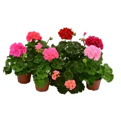 Pelargon zonale 12cm kruka vit.