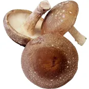 Svamp Shiitake Eko ca 20g Klass 1.